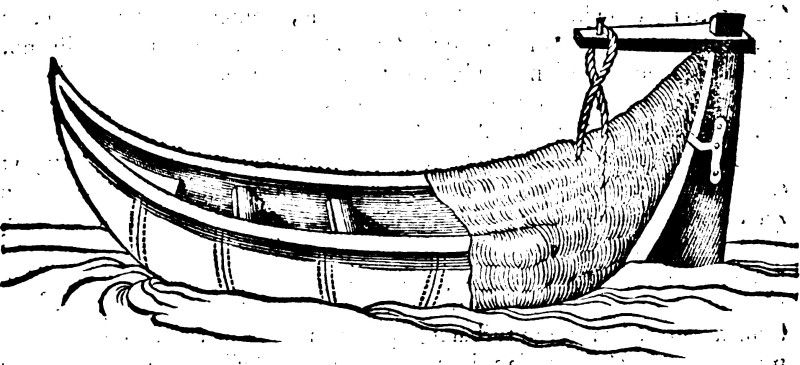 Carabus1.jpg