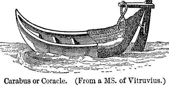 Carabus.jpg