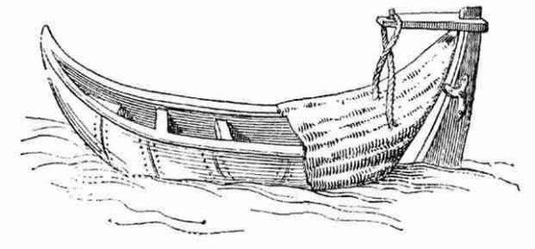 Carabus2.jpg