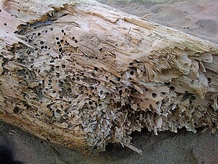 teredo-navalis_albero.jpg
